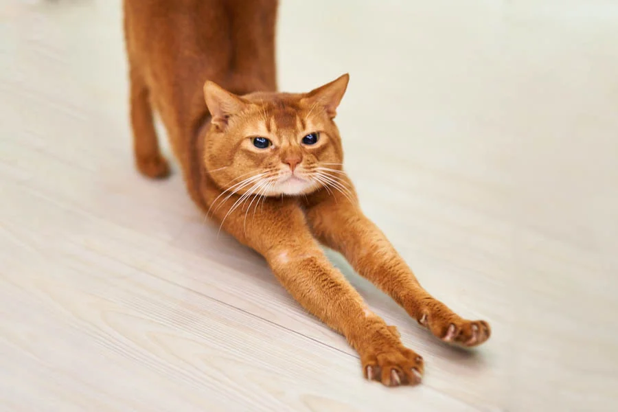 pet grooming dryer box