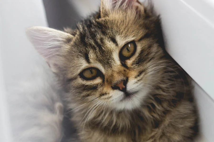 pet grooming dryer box